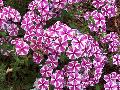 Star Brite Phlox / Phlox 